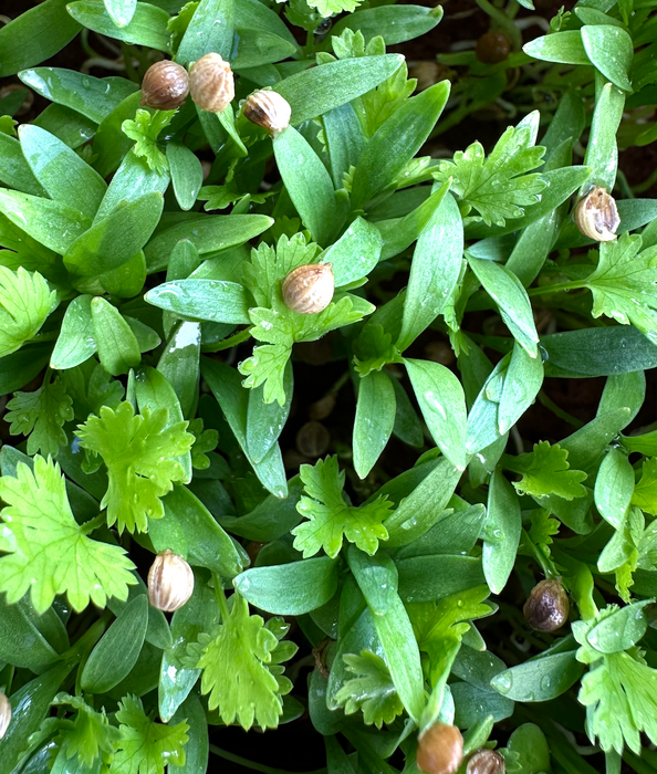 Coriander Seeds