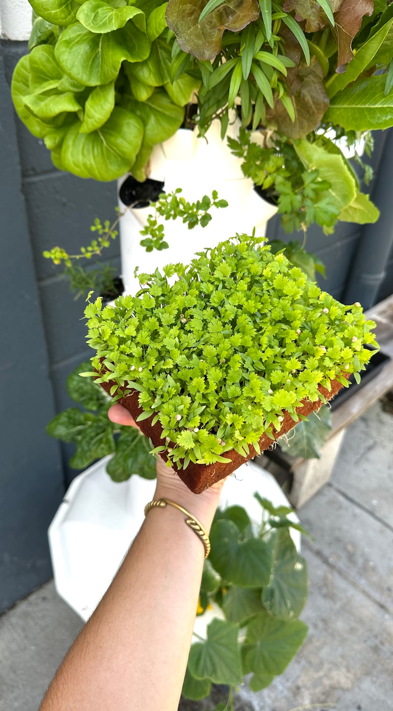 Ultrafoam Agricultural Foam