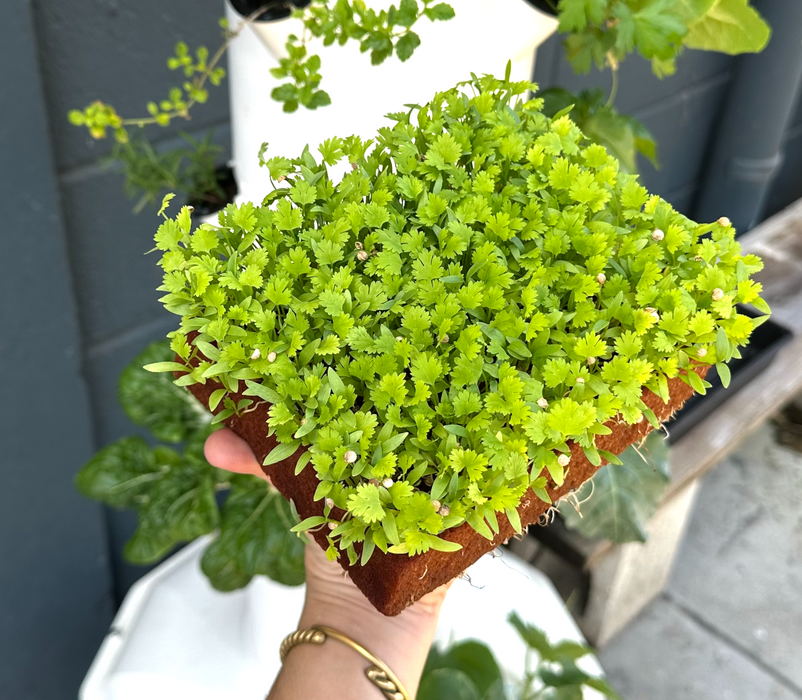 Coriander Seeds