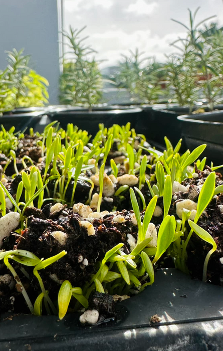 Coriander Seeds