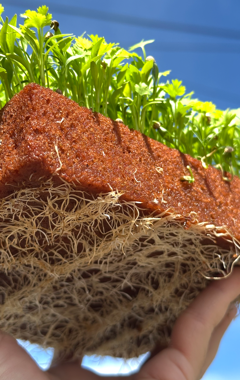 Coriander Seeds