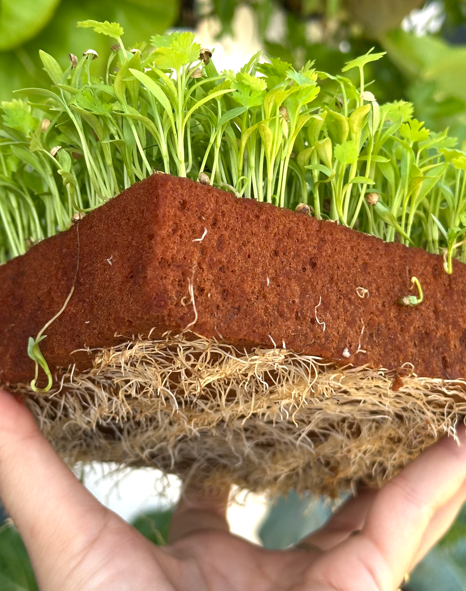 Hydroponic Basics