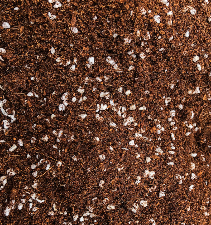Chubby Buddha Coco Perlite 70/30