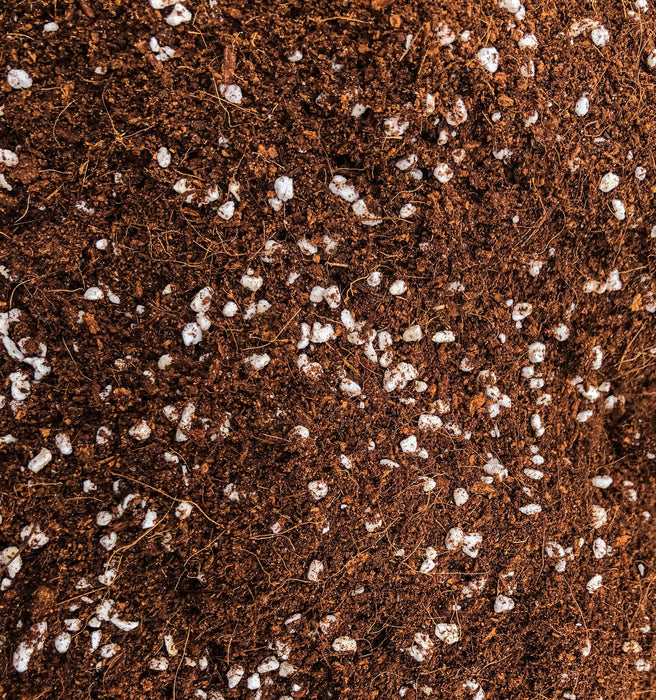 Chubby Buddha Coco Perlite 70/30