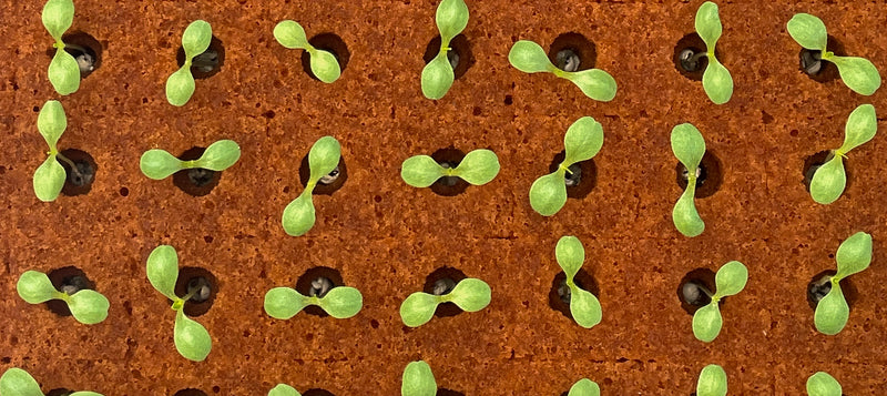 Ultrafoam Agricultural Foam