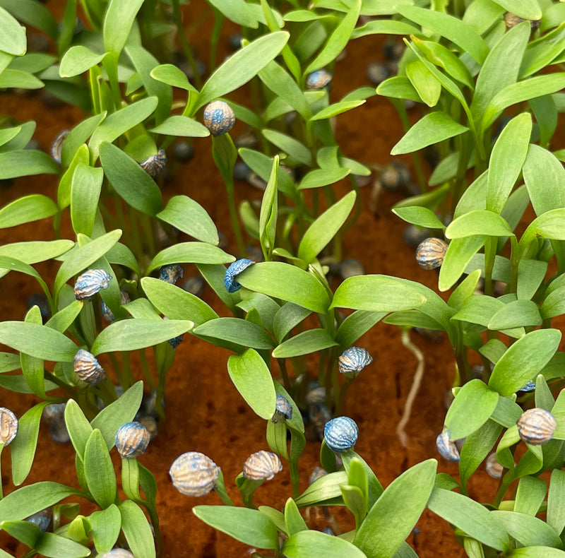 Ultrafoam Agricultural Foam