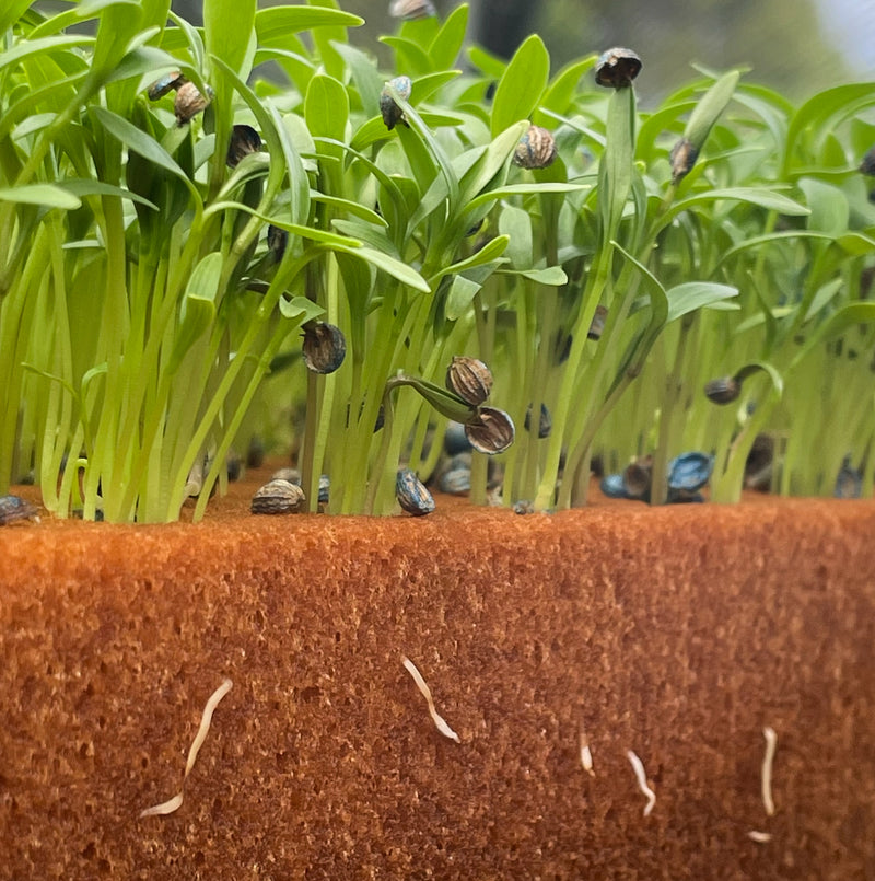 Ultrafoam Agricultural Foam